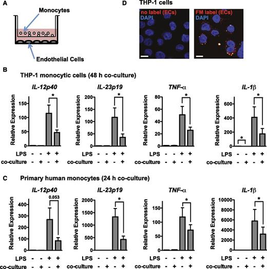 Figure 1. Coculture with ECs suppresses monocyte activation in a contact-independent manner. (A) Schematic of coculture of monocytes (THP-1 or primary monocytes) with ECs (HUVECs) using a transwell apparatus (1 μm pore size). (B) Coculture of THP-1 monocytic cells with ECs for 48 hours results in a suppressed responsiveness to a 2-hour LPS stimulation, as assessed by qRT-PCR analysis of proinflammatory genes (normalized to GAPDH). Data are relative to gene expression in THP-1 cells grown in EC medium in monoculture. Shown is the mean ± SEM of 6 independent experiments. (C) Coculture of primary monocytes with ECs for 24 hours results in suppressed LPS responsiveness, as assessed by qRT-PCR analysis of proinflammatory genes (normalized to GAPDH). Shown is the mean ± SEM of 8 independent experiments. (D) THP-1 monocytic cells cocultured with membrane-labeled ECs for 24 hours take up the label. Shown is a representative confocal image. The cell nucleus is stained with 4,6 diamidino-2-phenylindole (DAPI). Scale bar, 10 μm.