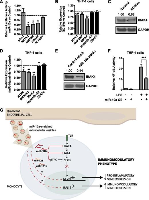 Figure 7. MiR-10a negatively regulates NF-κB signaling. (A) Luciferase assays in bovine aortic ECs. BTRC, a known miR-10a target, is included as a positive control. Overexpression of miR-10a suppresses the activity of mouse and human IRAK4 3′ UTR–containing luciferase constructs, but LTBP1 (another miR-10a predicted target gene) is not suppressed. n = 3. (B) EC-EV treatment suppresses BTRC and MAP3K7 (known miR-10a target genes), as well as IRAK4 mRNA expression in LPS-stimulated (2 hours) THP-1 cells, whereas effects on known miR-146a (TRAF6) or miR-181b (Importin-A3) targets are not observed. n = 4. (C) Western blotting confirms that IRAK4 protein is suppressed by EC-EV treatment. Densitometry is indicated above. A representative experiment of 4 is shown. (D) MiR-10a overexpression (OE) in THP-1 monocytic cells represses BTRC, MAP3K7, and IRAK4 mRNA levels. n = 4. (E) MiR-10a overexpression in THP-1 cells represses IRAK4 protein as assessed by western blot. Densitometry is indicated above. A representative experiment of 3 is shown. (F) NF-κB activity is repressed in THP-1 cells overexpressing miR-10a. Shown is a representative experiment of 4 with triplicate determinations. (G) Model of how ECs suppress monocytic inflammatory responses and promote an immunomodulatory phenotype through the secretion of EC-EVs that contain antiinflammatory miRNAs, including miR-10a. Suppression of NF-κB signaling is mediated in part by the targeting of IRAK4, TAK1/MAP3K7, and β-TRC by miR-10a, whereas IRF5 is downregulated by EC-EVs in an miR-10a–independent manner (data not shown). MiR-126 and miR-181b (which are present in EC-EVs) can suppress proinflammatory responses when overexpressed in monocytic cells. GAPDH, glyceraldehyde-3-phosphate dehydrogenase.