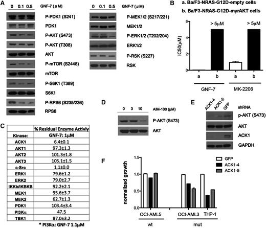Figure 2. Effect of GNF-7 on the RAS signaling pathways, and identification of AKT signaling as a functional target. (A) Ba/F3-NRAS-G12D cells were treated with various concentrations of GNF-7 for 2 hours. Changes in phosphorylation of major kinases mediating the RAS signaling pathway were investigated by immunoblot analysis. (B) IC50 of GNF-7 tested against Ba/F3-NRAS-G12D cells and Ba/F3-NRAS-myrAKT cells. MK-2206, an allosteric AKT inhibitor, was also tested against Ba/F3-NRAS-G12D cells. Data are represented as mean ± standard error of the mean (SEM). (C) In vitro kinase assays for kinases related to the RAS signaling pathway were performed as described in “Methods”. Residual kinase activity after treatment with 1.0 μM of GNF-7 of each kinase is shown. Data are represented as mean ± SEM. (D) Ba/F3-NRAS-G12D cells were treated with indicated concentrations of AIM-100 and change of phosphorylation of AKT was immunoblotted. (E) Validation of the KD efficiency of ACK1 by shRNAs and its effect on phospho-AKT. (F) Proliferation of AML cell lines characterized by KD of ACK1 by shRNA. Data are represented as mean ± SEM.