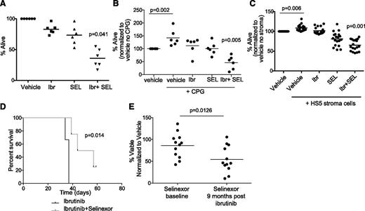 Figure 1. Selinexor synergizes in vitro and in vivo with ibrutinib. (A) CD19+ cells from CLL patients (n = 6) were isolated from peripheral blood and incubated with vehicle, 0.5 μM selinexor (SEL), 1 μM ibrutinib (Ibr) or selinexor + ibrutinib. Ibr was given as a 1-hour pulse exposure followed by washout, and SEL was given continuously for 24 hours. Viability was determined by annexin-V/PI flow cytometry and is shown relative to time-matched dimethylsulfoxide controls for each group. Horizontal bars represent averages. Each agent alone (SEL or Ibr) significantly decreased cell viability compared with vehicle (P < .03). The combination produced a synergistic effect on viability (P = .041). (B) CD19+ cells from CLL patients (n = 6) were unstimulated or 3.2 µM CpG-stimulated in the presence of vehicle, 0.5 μM SEL (24-hour continuous exposure), 1 μM Ibr (1-hour pulse exposure with washout), or SEL + Ibr. Cytotoxicity was measured by annexin/PI. Horizontal bars represent averages. Each agent alone (SEL or Ibr) significantly decreased cell viability compared with vehicle (P = .001). The combination produced a synergistic decrease in viability (P = .005). (C) CD19+ cells from CLL patients were incubated with 0.5 μM SEL (24-hour continuous exposure), 1 μM Ibr (1-hour pulse exposure with washout), or SEL + Ibr on an HS5 human bone marrow stromal cell layer for 24 hours. Cytotoxicity was measured by annexin-V/PI flow-based assay. Horizontal bars represent averages. SEL and Ibr together resulted in significantly more cytotoxicity than either agent alone (P < .001). (D) Overall survival (OS) curves for C57BL/6 mice engrafted with spleen lymphocytes derived from the Eμ-TCL1 transgenic mouse. Mice with active leukemia (defined as ≥10% CD5+/CD19+ cells in the leukocyte population) were randomized to treatment with ibrutinib (∼30 mg/kg/day via drinking water) or ibrutinib + selinexor (15 mg/kg on 2 consecutive days each week via oral gavage; n = 6 per group). (E) Persistent lymphocytes collected at baseline and 9 months after beginning ibrutinib from the same patients were treated in vitro with selinexor at 0.5 μM (n = 13). Cytotoxicity was measured by annexin-V/PI flow cytometry after 72 hours.