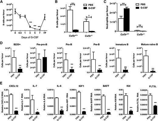 Figure 1. G-CSF works through cells of the monocyte-macrophage lineage to suppress B lymphopoiesis. (A) Wild-type mice were treated with G-CSF (250 µg/kg per day) or saline alone for the indicated time, and the B cells in the bone marrow were quantified; 7P, 7 days after stopping G-CSF (n = 3-12). (B-C) Mixed chimera mice were generated by transplanting wild-type (Ly5.1/Ly5.2) and Csf3r−/− (Ly5.2) bone marrow cells into irradiated wild-type (Ly5.1) recipients at a 1:2 ratio. Eight weeks after transplantation, mice were treated with G-CSF for 5 days or left untreated, and (B) B cells and (C) neutrophils were quantified by flow cytometry (n = 4-5). (D) CD68:Csf3r, Csf3r−/− mice were treated for 5 days with phosphate-buffered saline (PBS) or G-CSF. Shown is the number of B cells in the bone marrow for each B-cell subset (n = 7-8). (E) CD68:Csf3r, Csf3r−/− femurs were flushed with Trizol to collect total bone marrow RNA. Shown is the messenger RNA (mRNA) expression of the indicated gene relative to β-actin mRNA (n = 7-8). *P < .05; ***P < .001. ns, not significant.
