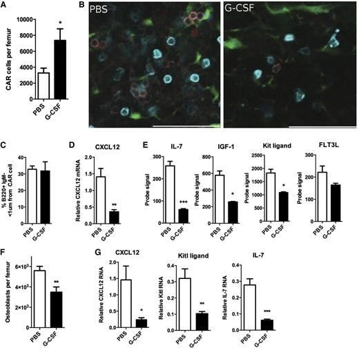 Figure 2. G-CSF targets expression of B-trophic factors in CAR cells and osteoblasts. (A) Cxcl12gfp mice were treated for 7 days with G-CSF or PBS, and CAR cells in the bone marrow were quantified by flow cytometry. (B) Representative photomicrographs showing the relationship of CAR cells to B220+ (cyan) immunoglobulin M (IgM–) (red) B-cell precursors. Scale bar = 50 μm. (C) Quantification of the number of B220+IgM– cells within 1 µm of a CAR cell (n = 7-11). (D) Expression of CXCL12 mRNA relative to β-actin mRNA in sorted CAR cells (n = 4-5). (E) RNA expression profiling of sorted CAR cells was performed. Shown are probe signals for the indicated genes (n = 4-5). (F) Col2.3-Gfp mice were treated for 5 days with G-CSF or PBS, and the number of Col2.3-GFP+lineage–CD45– osteolineage cells was quantified by flow cytometry (n = 7). (G) The expression of the indicated genes relative to β-actin in sorted osteoblasts is shown (n = 7). Statistics by two-tailed Student t test, *P < .05; **P < .01; ***P < .001; or statistical analysis of microarrays, +FDR < 0.05; +++FDR < 0.001. FDR, false discovery rate.