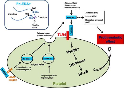 Fn-EDA+ interacts with platelet TLR4 to promote thrombosis, possibly through the platelet NF-κB signaling pathway. Platelet intracellular Fn-EDA+ is packaged from megakaryocytes and possibly also internalized via αIIbβ3 integrins, which are released upon activation from platelet α-granules. Fn-EDA+ may incorporate into fibrin clots, deposit on vessel wall, and induce NET formation.