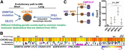 (A) Neoplastic evolution demonstrates convergence, from disparate genetic origins toward a common destination of myeloblasts bearing gross molecular and morphologic similarities. (B) Heatmap shows CXCR2 expression (exp.) in primary AML cells categorized by morphology (M0-M7) (TCGA, n = 171, RNA sequencing). The color coding beneath indicates a subset of contained recurrent mutations and chromosome translocations (some of which are known as first hits). Gene expression by RNA sequencing. (C) Cxcr2 expression is dramatically upregulated in the immediate committed progeny (MPP) of normal HSCs. The implication is that broadly relevant nononcogene therapeutic targets of opportunity such as CXCR2 likely reflect a common theme in neoplastic evolution: transformation in committed progenitors despite origin of the first hit in HSCs or the germline. Box-and-whiskers plot data are expressed as median ± range. P = .007, Mann-Whitney test. CLP, common lymphoid progenitor; CMP, common myeloid progenitor; MMP, multipotent myeloid progenitor (public data E-MTAB-2262).