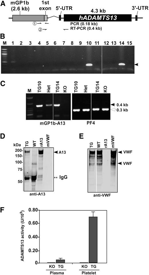 Figure 1. Schematic transgenic construct and characterization of transgenic mice. (A) An expression cassette consists of a murine platelet glycoprotein 1b (mGP1b) proximal promoter sequence (∼2.6 kb), a part of its first exon, an intron, and a full-length human ADAMTS13 cDNA (∼4.3 kb) that is flanked by 5′ and 3′ untranslated regions (UTRs). Primer pairs used for genotyping and RT-PCR, respectively, are indicated in the arrows. (B) Genotyping shows 2 positive (∼0.18 kb) transgenic founders (#10 and #14). (C) RT-PCR demonstrates the platelet-specific expression of transgene mRNA (arrowhead, ∼0.4 kb) in the homozygous transgenic (TG1 and TG2) and heterozygous transgenic (Het) mice, but not in KO, mice. As a positive control, murine PF4 mRNA (open arrowhead, ∼0.3 kb) was amplified in all mice. (D) Western blotting with anti-ADAMTS13-Dis IgG demonstrates a full-length rADAMTS13 protein in duplet (∼195 kDa) (left panel, arrowhead) in transgenic platelets (lane 1), but not in nontransgenic WT platelets (lane 2). Lanes 3 and 4 contain only rADAMTS13 (rA13, arrowhead) and murine VWF (mVWF, arrowheads) for the control. **Fragments of IgG. (E) Western blotting of the same membrane in D with polyclonal anti-VWF IgG; therefore, murine VWF (arrowheads) are detected in lanes 1, 2, and 4, but not in lane 3. (F) ADAMTS13 activity in platelet lysate of KO and TG mice is determined by the cleavage of rF-VWF73 substrate. Normal human plasma is used for calibration, defined as having 1 U/mL activity.