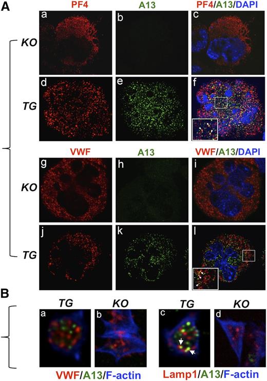 Figure 2. Immunofluorescent study of rADAMTS13 expression in transgenic megakaryocytes and platelets. (A) Isolated and cultured megakaryocytes from KO and TG mice were stained with rabbit anti-murine PF4 (a,d) or rabbit anti-VWF IgG (g,j) and mouse anti-ADAMTS13-Dis (A13) (b,e,h,k). The nuclei of megakaryocytes were counterstained with 4,6 diamidino-2-phenylindole (blue). The images were obtained under a confocal fluorescent microscope (magnification ×400). The merged images are shown in c, f, i, and l. The arrowheads in the insets in f and l indicate the potential granules that contain both PF4 (or VWF) and rADAMTS13. (B) Isolated platelets from KO and TG mice were spread on a fibrinogen-coated surface and stained with anti-VWF or anti-Lamp1 (red) and anti-ADAMTS13 (A13) (green), followed by Alexa350-labeled phalloidin (F-actin) (blue). The images were obtained by confocal microscope (magnification ×630). The arrowheads indicate the colocalization of rADAMTS13 and Lamp1.