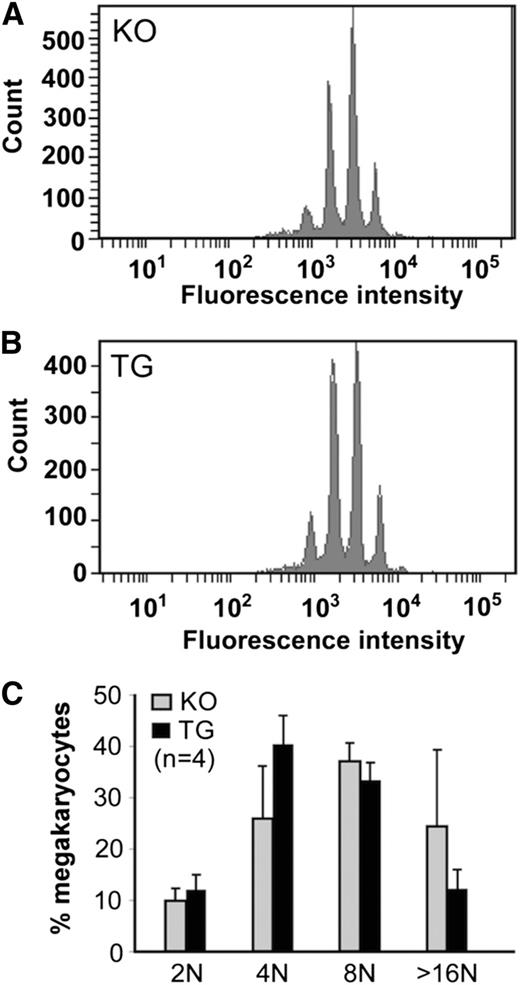 Figure 3. Analysis of murine megakaryocyte ploidy. (A-B) The numbers and distribution of megakaryocytes with various amounts of DNA content after 7-day culture in the presence of thrombopoietin from KO and TG mice, as indicated, are shown. (C) The quantitation of the ploidy distribution (ie, the percentage of cells with 2N, 4N, 8N, and 16N) is shown as the means and standard deviation from 4 independent experiments. ANOVA was performed and revealed no statistical significance among the groups (P > .05).