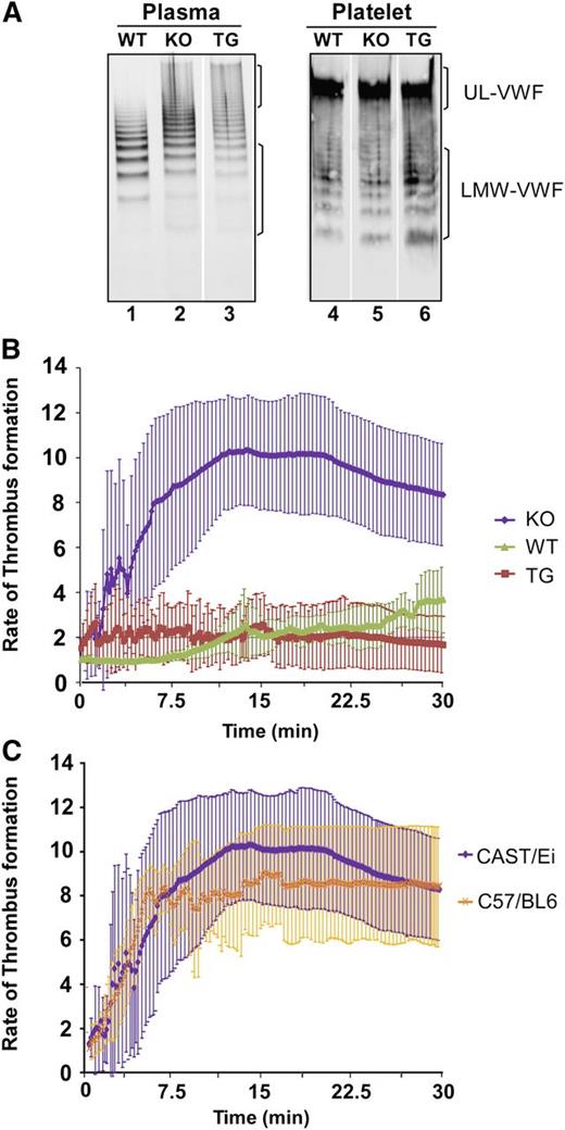 Figure 5. VWF multimer distribution in plasma and platelets and the rate of thrombus formation in mesenteric arterioles after injury. (A) The multimer distribution in plasma (lanes 1-3) and in platelet lysate (lanes 4-6) of WT, KO, and TG mice, as indicated. (B) The rate of thrombus formation measured by the accumulation of rhodamine 6G-labeled platelets and leukocytes as a function of time (minutes:seconds) in the mesenteric arterioles of WT, KO, and TG mice (CAST/Ei) after being injured with a topical application of 10% FeCl3. (C) Comparison of the rate of thrombus formation in the mesenteric arterioles between Adamts13−/− CAST/Ei and Adamts13−/− C57BL/6 mice. The data represent the means and standard errors of the means of 3-5 mice in each group, as indicated.