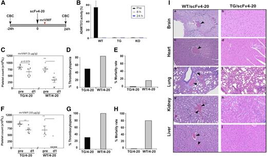 Figure 7. Platelet counts, mortality rates, and histological changes in mice with antibody-mediated inhibition of ADAMTS13 after being challenged with rmVWF. (A) Schematic representation of an animal protocol used to induce acquired deficiency of plasma ADAMTS13 activity and the time points for blood collection and complete blood count analysis in mice. (B) Plasma ADAMTS13 activity in WT after a single bolus infusion of scFv4-20 (5 µg/g body weight). Plasma from TG and KO mice also receiving scFv4-20 was used as a negative control. (C-E) Platelet counts, percentage of mice with thrombocytopenia (defined by greater than 30% reduction in platelet count from their baseline), and mortality rate, respectively, in TG (closed) and WT (open) mice that received an intraperitoneal injection of scFv4-20 (100 µg) before (pre) and 24 hours (d1) after being challenged with rmVWF at the dosage of 5 µg/g body weight. (F-H) Platelet counts, percentage of thrombocytopenia, and the mortality rate, respectively, in TG (closed) and WT (open) mice with scFv4-20 after being challenged with rmVWF at the doses of 10 µg/g body weight. ANOVA determined the statistical significance of the differences among various groups. **P < .01. (I) Occlusive thrombi were commonly found in histology analysis of the major organs including brain, heart, lung, kidneys, and liver in WT mice with scFv4-20 and rmVWF challenge at the dosage of 10 µg/g body weight (a,c,e,g,i). Such occlusive thrombi were rarely seen in TG mice receiving similar treatment (b,d,f,h,j).