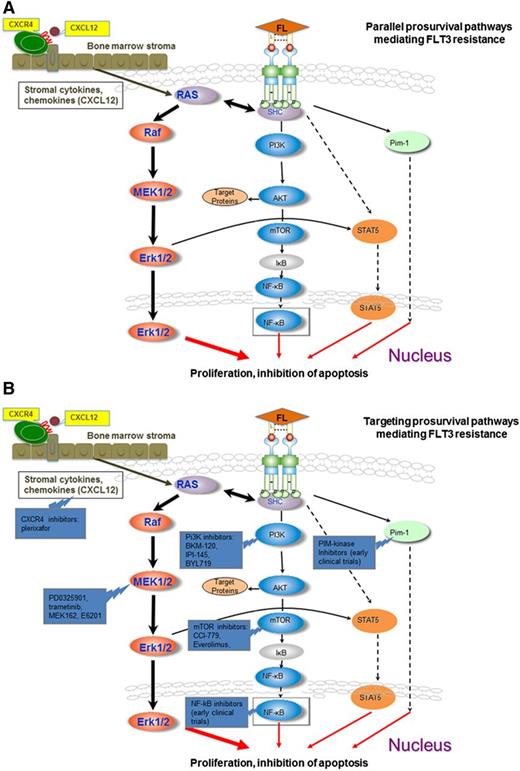 Figure 1. Activation and targeting of prosurvival pathways mediating FLT3 resistance. (A) The downstream effectors pERK, pAKt, pS6K, and pSTAT are not sufficiently inhibited despite FLT3 signaling blockade in sorafenib-resistant FLT3 cell lines harboring acquired point mutations in the tyrosine kinase domains. The MEK/ERK pathway likely plays a central role in this feedback modulation with smaller contributions from the PI3K/AKT and STAT5 pathways. Circulating blasts are dependent on FLT3 signaling for activation of the MEK/ERK pathways. Stromal cytokines may activate the MEK/ERK pathway in stromal leukemia blasts independent of FLT3-ITD signaling, such as through CXCL12/CXCR4 interactions, conferring resistance to the clinically available FLT3 inhibitors. (B) Concomitant inhibition of CXCR4 (plerixafor), Pi3K (Pi3K inhibitors: BKM-120, IPI-145, BYL-719), MEK/ERK (PD0325901, trametinib, MEK-162, E6201), AKT/mTOR (mTOR inhibitors: CCI-779, everolimus), NF-κB inhibitors (early clinical trials), PiM-kinase inhibitors (early clinical trials), and FLT3 produces a synergistic effect in sorafenib-resistant cell lines.