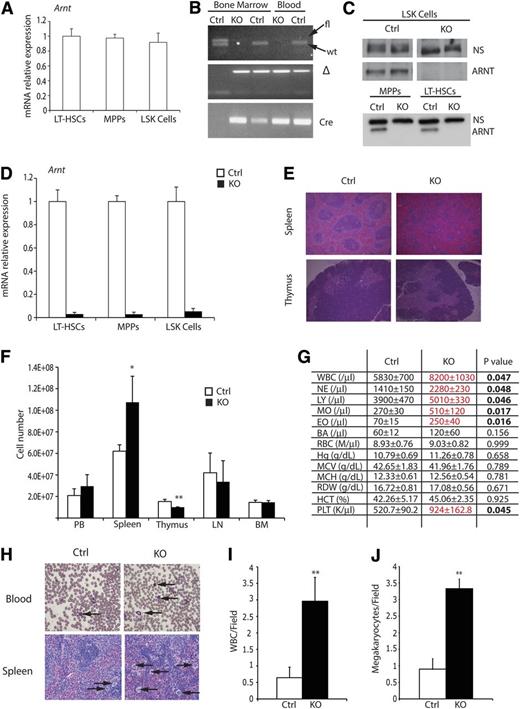 Figure 1. Characterization of Arnt KO phenotype. (A) Quantitative real-time PCR (qRT-PCR) analysis of ARNT expression in murine HSC subsets. (B) PCR analysis of DNA extracted from bone marrow and peripheral blood, from Arnt KO and heterozygous control (Ctrl) animals, demonstrating effective recombination of Arnt in the hematopoietic lineages. (C) Western blot for ARNT performed on FACS-sorted LSK, MPP, and LT-HSC cells shows loss of ARNT protein in all hematopoietic progenitors; a nonspecific band (NS) illustrates equivalent loading of protein. (D) qRT-PCR analysis of sorted HSCs shows effective deletion of Arnt in all progenitor populations. (E) Histologic analysis of spleen and thymus from 8- to 12-week-old KO mice. Note the change in germinal center architecture in KO spleens (original magnification ×50). (F) Absolute cell counts of hematopoietic tissues from control and KO mice. BM counts are from one femur and tibia (n = 6 ctrl, 6 KO). (G) Complete blood counts (CBC) on peripheral blood shows enhanced white blood cell (WBC) numbers in KO mice (n = 6 ctrl, 6 KO). (H) Representative blood smear illustrating WBC (arrows, upper panels) and spleen showing megakaryocytes (arrows, lower panels), which are quantified from at least 6 independent fields per slide in I and J, respectively (n = 7 ctrl, 6 KO; original magnification ×200). PB, peripheral blood; LN, lymph node; BM, bone marrow. *P < .05, **P < .01.