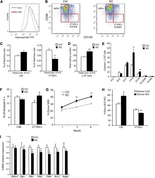 Figure 5. Fetal liver hematopoietic progenitors experience hypoxia. (A) Hypoxyprobe staining of E14.5 FL preparations. LSK cells (red) display enhanced staining relative to Lin+ differentiated cells (blue). (B) Representative LSK-SLAM FACS plots from E14.5 FLs. (C) Quantifications showing that KO animals have fewer LT-HSCs compared with controls and a trend toward more LSK cells (n = 9 ctrl, n = 4 KO). (D) Methylcellulose colony-forming assays on E14.5 FL cells show enhanced colony-forming activity in KO mice. (E) Distribution of colony subtypes from colony-forming assay (n = 9 ctrl, n = 4 KO). (F) Annexin V staining of control and Arnt KO E14.5 FL preparations. (G-H) Enhanced reconstitution of irradiated recipient peripheral blood by KO FL progenitors (G) but diminished contribution to the LT-HSC compartment (H). (I) qRT-PCR analysis for metabolic and survival factors of FACS-sorted LT-HSCs from control and Arnt KO E14.5 FL. *P < .05, **P < .01.