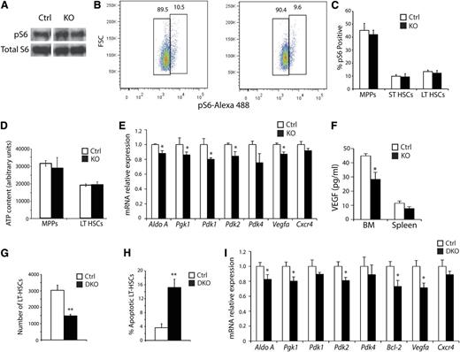 Figure 6. Analysis of the molecular consequence of ARNT deficiency; simultaneous deletion of Hif-1α and Hif-2α phenocopy of the Arnt KO phenotype. (A) Representative Western blot analysis for Phospho-S6 and total S6 as a loading control on FACS-sorted LSK cells (n = 3 ctrl, n = 3 KO). (B-C) Representative FACS plots of Phospho-S6 staining in control and KO LT-HSCs (B), quantified for all hematopoietic progenitors in (C), showing no difference in Phospho-S6 levels (n = 6 ctrl, n = 6 KO). (D) ATP assay performed on FACS-sorted MPPs and LT-HSCs (n = 6 ctrl, n = 6 KO). (E) qRT-PCR analysis of Arnt KO LT-HSCs (n = 5 ctrl, n = 6 KO). (F) VEGF enzyme-linked immunosorbent assay performed on BM and spleen extracts (n = 6 ctrl, n = 6 KO). (G) Vav-Cre;Hif-1αfl/fl/Hif-2αfl/fl DKO mice have fewer LT-HSCs than control mice (n = 3 ctrl, n = 3 DKO). (H) Annexin V staining revealed enhanced apoptosis in DKO LT-HSCs (n = 6 ctrl, n = 6 KO). (I) qRT-PCR analysis of sorted DKO LT-HSCs (n = 3 ctrl, n = 4 KO). *P < .05, **P < .01.