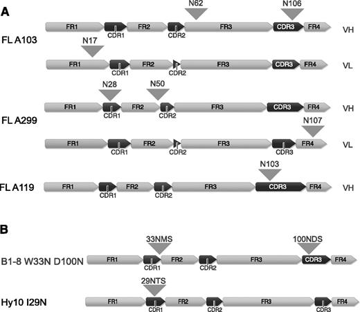 Figure 1. V-region sequences of FL receptors and B1-8 and Hy10 variants containing N-glycosylation sites. (A) V-region sequences of FL receptors are shown. The distinct framework region and CDR regions are indicated and positions of the acquired N-glycosylation sites are highlighted with arrowheads. (B) V-region sequences of B1-8 and Hy10 receptor variants containing FL-characteristic glycosylation sequons. N-glycosylation sites are indicated with arrowheads. All peptide sequence numbering without leader sequence. Figure generated using Geneious version 6 created by Biomatters. FR, framework region; VH, variable heavy, VL, variable light.
