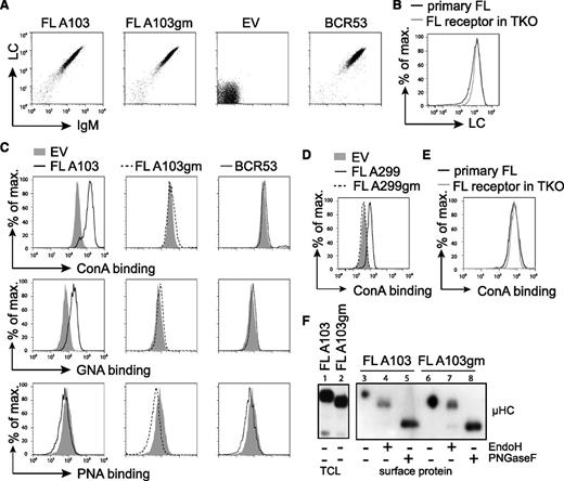 Figure 3. FL receptors expressed in TKO cells are mannosylated on V-region glycosylation sites. (A) TKO cells were transduced with the respective HCs and LCs. Receptor surface expression of cYFP-positive cells expressing receptor FL A103, its V-region glycosylation-defective mutant FL A103gm, with glutamine replacing asparagine in the glycosylation sequon, the empty vector control, and control receptor BCR53 that was isolated from a healthy human mature B cell are shown. FACS analysis was performed using anti-human LC and anti-murine IgM antibodies. (B) FL receptor surface expression in TKO cells was compared with receptor surface expression on a primary FL sample. λ LC expression on IgM+-gated cells is shown. (C-D) Surface binding profile of indicated glycan-specific lectins to the designated receptors expressed on TKO cells. (E) ConA binding to FL receptor expressed on TKO cells in comparison with a primary FL sample. (F) Western blot analysis of total cell lysate and isolated surface proteins of TKO cells transduced with receptor FL A103 and FL A103gm subjected to glycosidase treatment as indicated. Size shift was analyzed by immunoblotting against anti-μHC. Data are representative of ≥3 independent experiments. EV, empty vector; TCL, total cell lysate.
