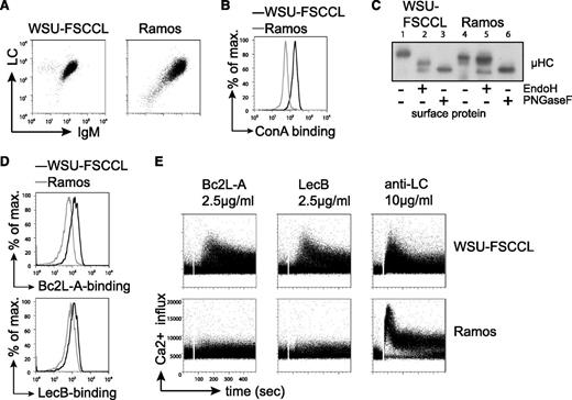 Figure 6. Bacterial lectin binding induced Ca2+ flux in the human cell line WSU-FSCCL under physiological Ca2+ conditions. (A) Flow-cytometric measurement of BCR surface expression on WSU-FSCCL and Ramos cell lines using anti-human IgM and anti-human κLC or λLC antibodies, respectively. (B) Surface binding profile of ConA to the indicated cells. (C) Western blot analysis of isolated surface proteins of the human cell lines subjected to glycosidase treatment as indicated. Size shift was analyzed by immunoblotting against anti-human μHC. (D) Binding profile of bacterial lectins to WSU-FSCCL and Ramos cell line cells measured by FACS. (E) Ca2+ mobilization of the indicated cell lines upon stimulation with bacterial lectins or anti-LC antibodies at the indicated concentrations. Data are representative of >3 independent experiments.
