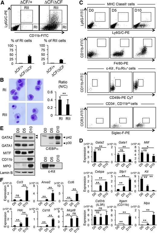 Figure 2. The GATA2-deficient BMMCs show characteristics of immature myeloid-like cells. (A) (Upper) BMMCs prepared from ΔCF/+ and ΔCF/ΔCF mice were stained with CD11b and Ly6G/C antibodies and analyzed by FACS after 10 days of 4-OHT treatment. The CD11b+/Ly6G/C− and CD11b+/Ly6G/C+ cells were gated as RI and RII fractions, respectively. (Lower) Average percentages and SD of the RI (left) fractions in the ΔCF/+ (0.2 ± 0.2%) and ΔCF/ΔCF BMMCs (40.7 ± 5.8%) and RII (right) fractions in the ΔCF/+ (0.3 ± 0.1%) and ΔCF/ΔCF(19.7 % ± 1.5%) BMMCs are shown. N = 4. (B) (Left) Representative cytospin preparations of the RI (upper) and RII (lower) cells stained with Wright-Giemsa. Original magnification, ×400. (Right) Mean values of N/C ratio of the RI and RII cells. N = 30. (C) Representative flow cytometric plots of neutrophils (MHCclassII−Ly6G+Ly6G/C+), monocytes (CD11bhighF4/80+), basophils (c-Kit−FcεRIα+CD11bintCD49b+), and eosinophils (CD34−CD11bintCCR3+Siglec-F+) from ΔCF/ΔCF BMMCs after 0, 5, and 10 days of 4-OHT treatment. (D) The results of the Q-PCR analyses of the indicated genes in ΔCF/ΔCF BMMCs after 0, 5, and 10 days of 4-OHT treatment. N = 4. (E) The expression of the GATA2, GATA1, MITF, CD11b, MPO, C/EBPα, c-Kit, and Lamin-B (control) proteins was analyzed by western blot analysis. Whole cell lysates were isolated from ΔCF/ΔCF BMMCs treated with 4-OHT for 0, 5, and 10 days. The arrowheads indicate the positions of the wild-type and ΔCF GATA2 protein and the p42 and p30 isoforms of C/EBPα. (F) The results of the Q-PCR analyses of basophil-enriched genes in the ΔCF/ΔCF BMMCs after 0, 5, and 10 days of 4-OHT treatment. N = 4. For B, D, and F. *P < .05, **P < .01, ns, not significant. For C-F, samples prepared after 0, 5, and 10 days of 4-OHT treatment are indicated by D0, D5, and D10, respectively.