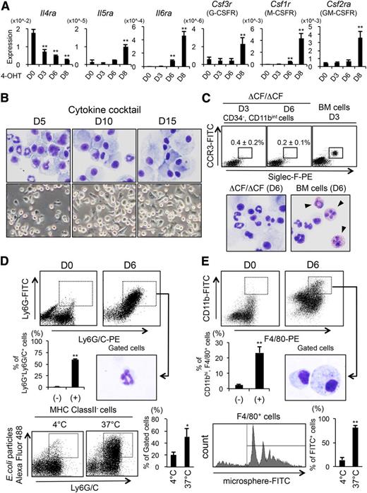 Figure 3. The GATA2-deficient BMMCs are able to differentiate into functional neutrophil- and macrophage-like cells, but not into eosinophils, in the presence of myeloid cytokines. (A) The results of the Q-PCR analyses of receptors of the myeloid linage in ΔCF/ΔCF BMMCs. The PCR products amplified from ΔCF/ΔCF BMMCs on days 0, 3, 6, and 8 of the 4-OHT treatment (D0, D3, D6, and D8, respectively) are shown. N = 4. (B) Representative cytospin preparations stained with Wright-Giemsa (upper; original magnification, ×400) and phase-contrast photomicrographs (lower; original magnification, ×200) of ΔCF/ΔCF BMMCs cultured with the cytokine cocktail for 5, 10, and 15 days following the 10 days of 4-OHT treatment (D0, D5, and D10, respectively). (C) (Upper) Results of a FACS analysis for eosinophils (CD34−CD11bintCCR3+Siglec-F+) from ΔCF/ΔCF BMMCs cultured with the culture media appropriate for eosinophils containing 20 ng/mL of IL-5 (Supplemental methods) for 3 and 6 days (D3 and D6, respectively) following 10 days of 4-OHT treatment. The average percentages and SD of the gated cells are indicated. N = 3. The results of the FACS analysis of bone marrow cells from wild-type mice (BM cells) cultured for 3 days under the same culture conditions are shown in the right panel. (Lower) Cytospin preparations stained with Diff-quick from the ΔCF/ΔCF BMMCs and BM cells cultured for 6 days under the conditions described above. (D) (Top) Results of a FACS analyses of neutrophil markers on ΔCF/ΔCF BMMCs cultured under the conditions for neutrophil amplification for 6 days. (Middle) Average percentages and SD of the gated fractions (left); cytospin preparations of the isolated Ly6G+Ly6G/C+ neutrophil-like cells stained with Wright-Giemsa (right). (Bottom, left) Results of the FACS analyses of the Alexa Fluor 488-conjugated E coli bioparticles phagocytosed by the MHC class II− and Ly6G/C+ cells cultured at 4°C and 37°C. (Right) Average percentages and SD of the gated fractions. The representative data from 3 independent analyses are shown. (E) (Top) Results of the FACS analyses of macrophage markers (CD11b and F4/80) on ΔCF/ΔCF BMMCs cultured under the conditions for macrophage amplification for 6 days. (Middle) Average percentages and SD of the gated fractions (left); cytospin preparations of the isolated CD11b+F4/80+ macrophage-like cells stained with Wright-Giemsa (right). (Bottom, left) FACS histogram of microspheres phagocytosed by the F4/80+ cells cultured at 37°C. (Right) Average percentages and SD of the phagocytosed cells cultured at 4°C and 37°C. The representative data from 4 independent analyses are shown. Original magnification, ×400 for C-E.
