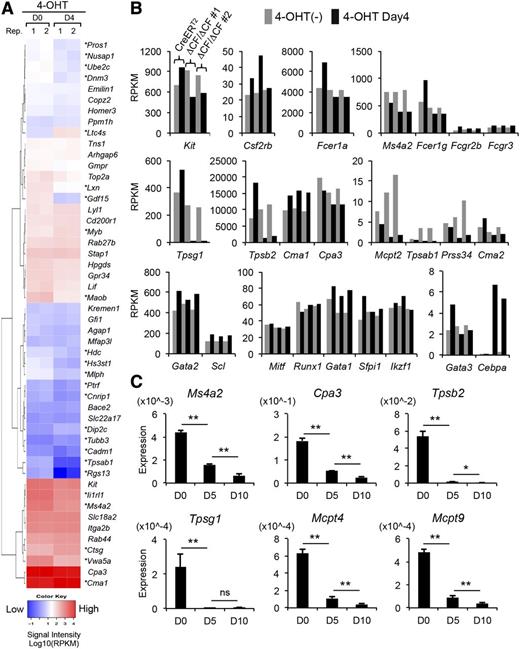 Figure 4. Genome-wide transcriptome profiling revealed a wide influence of mast cell-specific gene expression in the GATA2-deficient BMMCs. (A) Heat map showing color-coded expression levels of GATA factor-related genes in the GATA2-deficeint BMMCs. The RPKM values were obtained from 2 ΔCF/ΔCF BMMCs samples. Red indicates relatively high expression; blue indicates low expression; and white indicates intermediate expression in 4-OHT-treated (D4) vs untreated ΔCF/ΔCF BMMCs (D0), as indicated by the color bar. *Differentially expressed genes with a fold-change (D4/D0) <0.5 or >1.5. (B) The RPKM values of the RNA-seq samples prepared from 4-OHT-treated (black bars) and untreated (gray bars) BMMCs. (C) The results of the Q-PCR analyses of mast cell-specific genes in the ΔCF/ΔCF BMMCs. The PCR products amplified from ΔCF/ΔCF BMMCs on days 0, 5, and 10 of the 4-OHT treatment (D0, D5, and D10, respectively) are shown. N = 4.