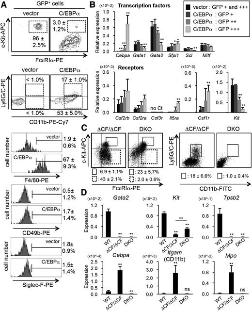Figure 5. Forced expression of C/EBPα in BMMCs results in the dedifferentiation of BMMCs, recapitulating the characteristics of the ΔCF/ΔCF cells. (A) The results of the FACS analyses of mast cell (c-Kit and FcεRIα), myeloid cell (Ly6G/C and CD11b), macrophage (F4/80), basophil (CD49b), and eosinophil (Siglec-F) markers on BMMCs retrovirally transduced with either a control vector pMXs IG40,41 or vector expressing C/EBPα cDNA by using a retroviral packaging cell line, PlatE.42 Representative data from ≥5 independent analyses are shown. (B) The results of the Q-PCR analyses of transcription factors (upper) and cytokine receptors (lower) in the C/EBPα-expressing and control BMMCs. BMMCs were transfected with the pBAT12 IRES eGFP vector or pBAT12 Cebpa IRES eGFP by electroporation. The cell populations were sorted based on the intensity of GFP expression, as indicated. *P < .05; **P < .01 (compared with data from the vector-transfected cells). N = 4. (C) The results of the FACS analyses of mast cells (c-Kit and FcεRIα) and myeloid cells (Ly6G/C and CD11b) from ΔCF/ΔCF and ΔCF/ΔCF::Cebpa−/− DKO BMMCs. The BMMCs were treated with 4-OHT for 9 days. The average percentages and SD of the DP and SP cells within the gates are shown. N = 4. (D) The results of the Q-PCR analyses of the indicated genes in wild-type, ΔCF/ΔCF, and DKO BMMCs after 9 days of 4-OHT treatment. *P < .05; **P < .01; ns, not significant (compared with data from wild-type cells). N = 4.