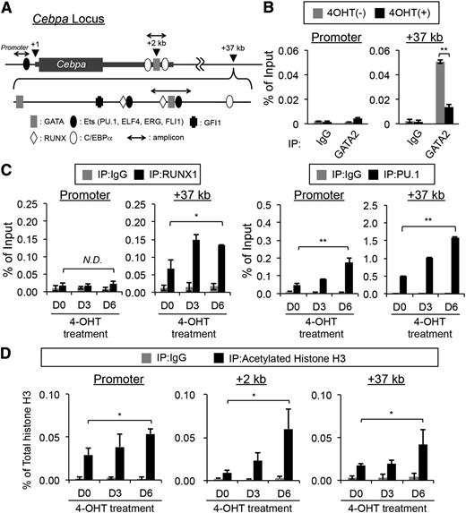 Figure 6. GATA2 binding is enriched in the +37-kb chromatin region of the Cebpa gene. (A) The configuration of the murine Cebpa gene. The consensus DNA-binding sequences for transcription factors are shown as indicated. The positions of the PCR amplicons used in the qChIP assays are indicated by 3-headed arrows. (B) The DNA-binding activity of GATA2 to the Cebpa promoter and +37-kb region in ΔCF/ΔCF BMMCs was examined using qChIP assays. Black and gray bars indicate 4-OHT-treated (for 3 days) and untreated ΔCF/ΔCF BMMCs, respectively. N = 4. The control experiments were performed using rabbit IgG in place of anti-GATA2 antibodies. (C) qChIP assays of the Cebpa promoter and +37-kb regions were performed with anti RUNX1 (left 2 panels) and PU.1 (right 2 panels) antibodies. (D) qChIP assays of the Cebpa promoter and +2- and +37-kb regions were performed with antiacetylated histone H3 antibodies. In C and D, the samples were prepared from ΔCF/ΔCF BMMCs treated with 4-OHT for 0, 3, and 6 days (D0, D3, and D6). Gray bars indicate the control experiments using rabbit IgG in place of the indicated antibodies. *P < .05; **P < .01 (compared with the data for D0). N = 4.