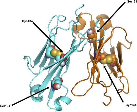 Figure 7. Ribbon diagram of κ light-chain molecular structure to show position of the Ser131 residue in relation to the Cys134, which is part of the normal intramolecular disulfide bridge. Modified from Roussel et al.11