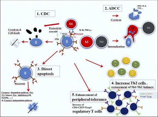 Figure 1. Mechanisms of action of rituximab (reproduced from Dierickx et al24 with permission).