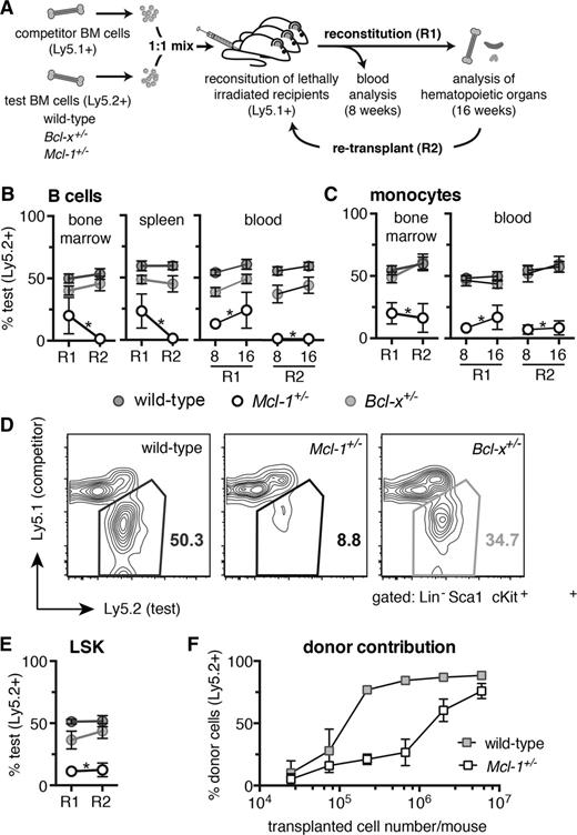 Figure 3. MCL-1 is essential for efficient hematopoietic reconstitution of lethally irradiated mice. (A) Competitive reconstitution strategy. Test (wild-type, Bcl-x+/−, or Mcl-1+/−, all C57BL/6-Ly5.2) and competitor (wild-type, C57BL/6-Ly5.1) bone marrow cells were mixed 1-to-1 and each injected into 3 lethally irradiated C57BL/6-Ly5.1 recipient mice (R1). At 16 weeks, the bone marrow cells from the 3 competitively reconstituted recipient mice were pooled and injected into a further 3 lethally irradiated C57BL/6-Ly5.1 recipient mice (R2). Analysis for R1 and R2 was performed after 8 and 16 weeks. (B-E) Flow cytometric analysis of the contribution of test bone marrow cells to repopulate the (B) lymphoid, (C) myeloid, and (D-E) hematopoietic stem/progenitor (LSK) cell compartments in transplant recipients. (F) Lethally irradiated C57BL/6-Ly5.1 recipient mice were reconstituted with titrated numbers of either Mcl-1+/− or wild-type (both C57BL/6-Ly5.2) bone marrow cells and the proportions of donor-derived leukocytes determined after 8 weeks by flow cytometric analysis. Staining with antibodies against B220 and Mac-1 was used to identify B cells and monocytes, respectively. (B-E) n = 15 (wild-type), 4 (Bcl-x+/−, Mcl-1+/−) biological samples (each circle represents the mean of 3 replicate mice). Pooled results from 7 independent experiments or (F) for each cell number: 2.5 × 104, 7.4 × 104, 2.2 × 105, 6.7 × 105, 2 × 106, 6 × 106; n = 2, 3, 2, 3, 6, 3, respectively (wild-type), and n = 3, 3, 4, 4, 8, 4, respectively (Mcl-1+/−). Data represent mean ± SEM. *P < .05 Student t test with the color indicating the genotype compared with wild type. Representative FACS plots are shown.