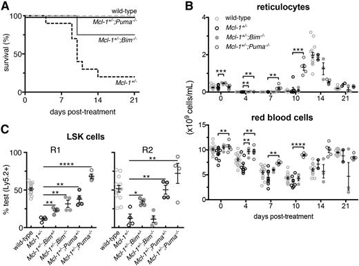 Figure 4. Complete rescue of the Mcl-1+/− hematopoietic repopulation defects by PUMA deficiency. (A) Survival of Mcl-1+/−;Puma−/−, Mcl-1+/−;Bim−/−, Mcl-1+/−, and wild-type mice after treatment with 1 dose of 5-FU; wild-type and Mcl-1+/− animal survival curves are reproduced here from Figure 1 to aid comparison. (B) Numbers of reticulocytes and RBCs in the blood of the mice described in panel A; values from mice reconstituted with wild-type bone marrow cells are reproduced here from Figure 1 to aid comparison. (C) Bone marrow (test) cells from wild-type, Mcl-1+/−, Mcl-1+/−;Bim+/−, Mcl-1+/−;Bim−/−, Mcl-1+/−;Puma+/−, and Mcl-1+/−;Puma−/− mice (all C57BL/6-Ly5.2) were mixed 1-to-1 with competitor C57BL/6-Ly5.1 bone marrow cells and injected into lethally irradiated C57BL/6-Ly5.1 recipients (R1). After 16 weeks, the percentages of test vs competitor-derived LSK stem/progenitor cells in the bone marrow of R1 reconstituted mice were determined by flow cytometric analysis. R2 was achieved as described in Figure 3A. After 16 weeks, percentages of test- vs competitor-derived LSK stem/progenitor cells in the bone marrow of R2 reconstituted mice were determined by flow cytometric analysis. Data from animals reconstituted with wild-type and Mcl-1+/− bone marrow cells are reproduced from Figure 3E to aid comparison with cells from the other genotypes. (A-B) n = 4 mice. Pooled results from 2 independent experiments are shown. (C) n = 4 biological samples (each circle represents the mean of 3 replicate mice). Pooled results from 9 independent experiments are shown. Data represent mean ± SEM. *, **, ***, **** denote significant differences where P < .05, < .01, < .001, < .0001 between the indicated groups (Student t test).