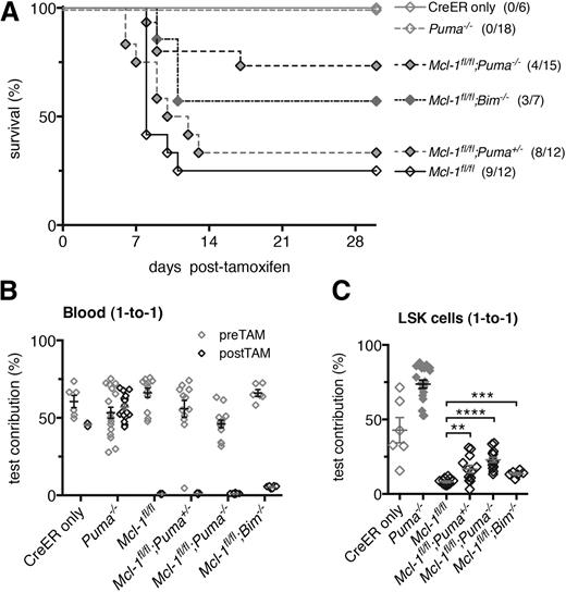 Figure 5. Loss of PUMA confers resistance to bone marrow failure elicited by acute loss of both alleles of Mcl-1. (A) Lethally irradiated C57BL/6-Ly5.1 mice were reconstituted with the hematopoietic system of the following genotypes: Mcl-1fl/fl;Puma−/−, Mcl-1fl/fl;Puma+/−, Mcl-1fl/fl;Bim−/−, Mcl-1fl/fl, Puma−/− (all RosaCreERKi/+), and wild-type (CreER only). Survival of these reconstituted animals was monitored after treatment with tamoxifen to activate the latent CreER recombinase to cause deletion of the floxed Mcl-1 alleles in the hematopoietic cells. (B-C) Lethally irradiated C57BL/6-Ly5.1 recipient mice were reconstituted with Mcl-1fl/fl;Puma−/−, Mcl-1fl/fl;Puma+/−, Mcl-1fl/fl;Bim−/−, Mcl-1fl/fl, Puma−/− (all RosaCreERKi/+), and wild-type (CreER only) test bone marrow cells mixed 1-to-1 with competitor wild-type (GFP+) bone marrow cells. (B) After 8 weeks, a baseline measurement of test vs competitor bone marrow–derived contribution to leukocytes in the blood was conducted by flow cytometric analysis; tamoxifen was administered to induce Mcl-1fl deletion. The contributions of the test- vs competitor-derived leukocytes in the blood were determined by flow cytometric analysis after 30 days. (C) After 30 days, the contributions of the test- vs competitor-derived LSK population was determined in the bone marrow of reconstituted mice by flow cytometric analysis. (A) Mice numbers (n) indicated in brackets. (B-C) Mice numbers are as follows (pre-, post-TAM): Mcl-1fl/fl;Puma−/− (14,14), Mcl-1fl/fl;Puma+/− (12,9), Mcl-1fl/fl;Bim−/− (6,6), Mcl-1fl/fl (12,9), Puma−/− (18,18), CreER only (6,3). Data represent mean ± SEM. **, ***, **** denote significant differences where P < .01, < .001, < .0001 between the indicated groups (Student t test).