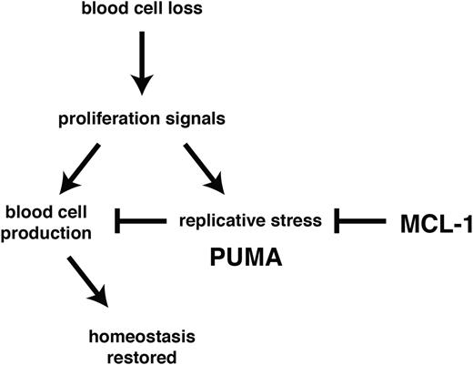 Figure 6. MCL-1 and PUMA govern cell survival during recovery of the hematopoietic system from stress. Following acute cell loss or during bone marrow transplantation, recuperation of the hematopoietic system requires prosurvival MCL-1 in stem/progenitor cells to prevail over stress-induced activation of proapoptotic PUMA.