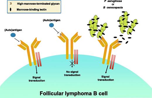 Three different antigen-binding possibilities on the surface membrane of a follicular lymphoma B cell and their anticipated functional consequences are shown. On the far left is the expected scenario. In the absence of an N-linked glycan, an (auto)antigen can interact with the antigen-binding site of the expressed smIg and, with the involvement of the CD79a/d complex (), transduce a downstream BCR-mediated signal. In the middle is the setting in which a high-mannose-terminated glycan in the antigen-binding site () inhibits the binding of an (auto)antigen, due to either a conformational change in the antigen-binding site or steric hindrance based on the bulk of the glycan. In this instance, a BCR-mediated signal cannot be initiated. Finally, on the right is the situation in which either soluble or organism-bound mannose lectin () interacts with high-mannose glycan in the antigen-binding site and induces a BCR signal. In the study by Schneider et al, these possibilities have been tested using monoclonal antibodies of defined specificity (before or after insertion of a high-mannose-terminated, N-linked glycan) or Igs derived from FL patients that contain in vivo SHM-induced high-mannose-terminated, N-linked glycans.