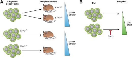 (A) (Top) Transfer of allogeneic T cells into B7-H3–deficient animals leads to an increased GVHD lethality compared with the transfer of wild-type T cells. (Bottom) Transfer of B7-H3–deficient T cells into recipient animals results in stronger GVHD than transfer of wild-type T cells. (B) Because a delayed transfer of B7-H3–deficient lymphocytes is not associated with enhanced GVHD, these results indicate that blockade of B7-H3 during DLI might be a therapeutic measure to enhance GVL effects. Professional illustration by Patrick Lane, ScEYEnce Studios.