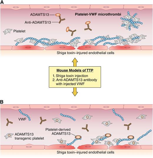 A simplified view of thrombotic challenges in the context of ADAMTS13 deficiency or platelet-expressed ADAMTS13. (A) In the blood vessel of an Adamts13-deficient mouse after Shiga toxin challenge, the damaged endothelium attracts the accumulation of platelets and VWF. In the absence of sufficient ADAMTS13 activity, platelets and VWF accumulate and form embolic microthrombi. The vessel of a wild-type mouse is shown with ADAMTS13 deficiency caused by anti-ADAMTS13 antibodies after injection of superphysiologic amounts of VWF. Here, any available ADAMTS13 is neutralized by injected antibody and VWF-rich emboli form. (B) The same prothrombotic challenges in a transgenic mouse showing recombinant ADAMTS13 expressed in platelets. Despite the 2 different prothrombotic challenges, the transgenic mouse is able to maintain anticoagulant ADAMTS13 activity and prevent the formation of VWF-rich microthrombi. Professional illustration by Patrick Lane, ScEYEnce Studios.