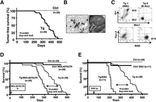 Figure 1. Transgenic expression of Fbxl10 in mice develop leukemia. (A) Kaplan-Meier survival plots for the Fbxl10 Tg (Tg) (n = 30) and control WT (Ctrl) (n = 20) mice. (B) Representative peripheral blood smear (left) and macroscopic appearance (right) of a leukemic Tg mouse. Proliferation of blast cells and massive hepatosplenomegaly are shown. (C) Flow cytometric profiles in the leukemic tissues of 2 Tg mice. TG-1 was positive for Mac1 and/or Gr1 positive but negative for Thy1.2 and B220 and diagnosed with AML, whereas TG-2 was positive for B220 but negative for Thy1.2, Gr1, and Mac1 and accordingly diagnosed with B-lymphocytic leukemia (B-ALL). (D) Survival curves of Tg, Tg/MOL4070LTR (Tg mice infected with MOL4070LTR), control (Ctrl), Ctrl/MOL4070LTR. MOL4070LTR infection induced acute leukemias in all Tg/MOL4070LTR mice and 1 Ctrl/MOL4070LTR mouse. The Tg/MOL4070LTR mice showed significantly accelerated mortality compared with the original Tg mice, whereas WT Ctrl mice did not. The time of MOL4070LTR injection is indicated by an arrow. (E) Survival curves of Tg, Tg/ENU (Tg mice injected with ENU), Ctrl, Ctrl/ENU mice. ENU-induced acute leukemias in all Tg/ENU and 1 Ctrl/ENU mice. The Tg/ENU mice showed significantly accelerated mortality compared with the original Tg mice, whereas Ctrl mice did not. The time of ENU injection is indicated by an arrow. For survival comparisons, the Tg and control cohorts shown in panel A were merged in panels D and E.