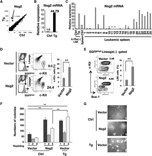 Figure 3. Nsg2 is highly upregulated in HSCs and leukemic tissues of Tg mice and impairs hematopoietic differentiation. (A) Scatter plot comparing the transcriptomes of control and Tg IL-7Rα− LSK HSCs. Transcription levels are shown on a logarithmic scale. A linear regression curve and correlation coefficient are indicated. (B) Nsg2 mRNA in IL-7Rα− LSK HSCs was measured by real-time quantitative RT-PCR, and is presented as the relative expression level in arbitrary units where the mRNA level in the control was defined as 1 unit. (C) Comparison of Nsg2 mRNA levels in IL-7Rα− LSK HSCs from the control and Tg BM, and in the control normal spleen as well as leukemic spleens from Tg mice. Nsg2 mRNA was measured and shown as in panel B. Among leukemic spleens, gray and black bars indicate the leukemic tissues that were diagnosed with AML and B-ALL, respectively. *Unclassified samples. (D) Murine primary c-Kit+ BM cells were retrovirally transduced with pMYs-IRES-EGFP empty vector or the vector expressing Nsg2. Cells were grown in liquid culture with SCF, IL-3, IL-6, GM-CSF, TPO, and Flt3L for 5 days and assessed for the percentage of c-Kit+ population in EGFPhigh cells. (Left) Flow cytometric profiles. (Right) The ratio of c-Kit+ cells (percentage of EGFP+ cells). (E) Cells treated as in panel D were assessed using flow cytometry for the percentage of LSK in total Lin−EGFPhigh cells. (Left) Flow cytometric profiles. (Right) The ratio of LSK cells (percentage of EGFP+ cells). All results are shown as the mean ± SD of independent experiments; **P < .005. (F) c-Kit+ BM cells from the control and Tg littermates were retrovirally transduced with pMYs-IRES-EGFP empty vector. c-Kit+ BM cells from control mice were retrovirally transduced with the vector expressing Nsg2. EGFP+ cells were sorted and then cultured in methylcellulose media as described in “Methods.” Colonies were counted and replated at 2 × 104 cells every 7 days. Error bars, SD. **P < .005. (G) Representative images of colonies from the third plating as shown in panel F. Scale bars, 200 µm. EGFP, enhanced green fluorescent protein; GM-CSF, granulocyte macrophage–colony-stimulating factor; IL, interleukin; IRES, internal ribosome entry site; RT, reverse transcription; SCF, stem cell factor; TPO, thrombopoietin.