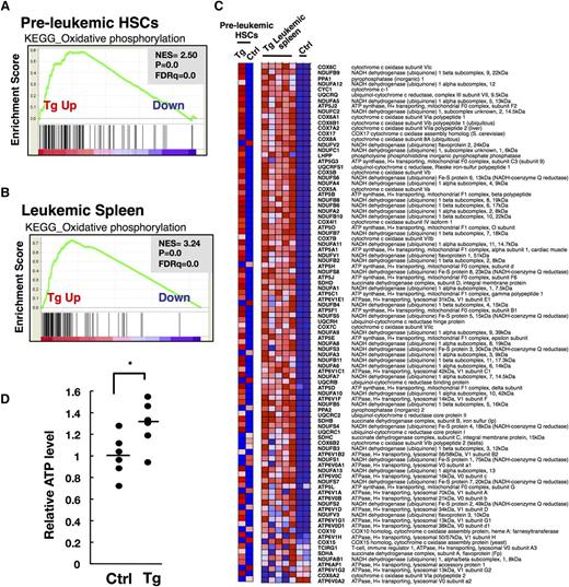 Figure 4. Fbxl10 overexpression leads to mitochondrial metabolic activation characterized by increased oxidative phosphorylation. (A) GSEA enrichment plot of KEGG OXPHOS gene set in nonleukemic (preleukemic) BM HSCs (HSCs from Tg mice vs HSCs from controls). Genes involved in OXPHOS were significantly enriched in Tg HSCs. Pooled RNAs from IL-7Rα− LSK HSCs in Tg and control individuals were used for the analysis. (B) GSEA enrichment plot of KEGG OXPHOS gene set in leukemic spleens (Tg leukemic spleens vs control spleens). Genes involved in OXPHOS were significantly enriched in Tg leukemic spleens. (C) Heat map of OXPHOS genes. Genes involved in OXPHOS are profoundly highly expressed in both pooled Tg HSCs and individual Tg leukemic spleens compared with the corresponding WT control HSCs and spleens. (D) Relative ATP levels in IL-7Rα− LSK HSCs of control and Tg mice at 20 weeks of age (n = 6 per group). Horizontal line, mean of ATP levels. Tg cells produced significantly more ATP than control cells (*P = .032). FDR, false discovery rate; NES, normalized enrichment score.