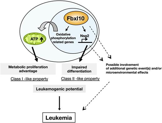 Figure 7. Schematic illustration of Fbxl10-mediated leukemogenic processes. Fbxl10 induces leukemia involving metabolic proliferation advantage and impaired differentiation mediated by Nsg2. Fbxl10 confers HSCs on cell cycle progression through metabolic activation whereas Fbxl10 upregulates the expression of the Nsg2, impairing the differentiation of HSCs. Thus, Fbxl10 profoundly enhances leukemogenic potential/tumor susceptibility and leads to acute leukemia in mice after a long latency. Additional gene alterations and/or microenvironmental effects possibly intensify the proliferative potential and accelerate leukemic transformation mediated by Fbxl10 overexpression.