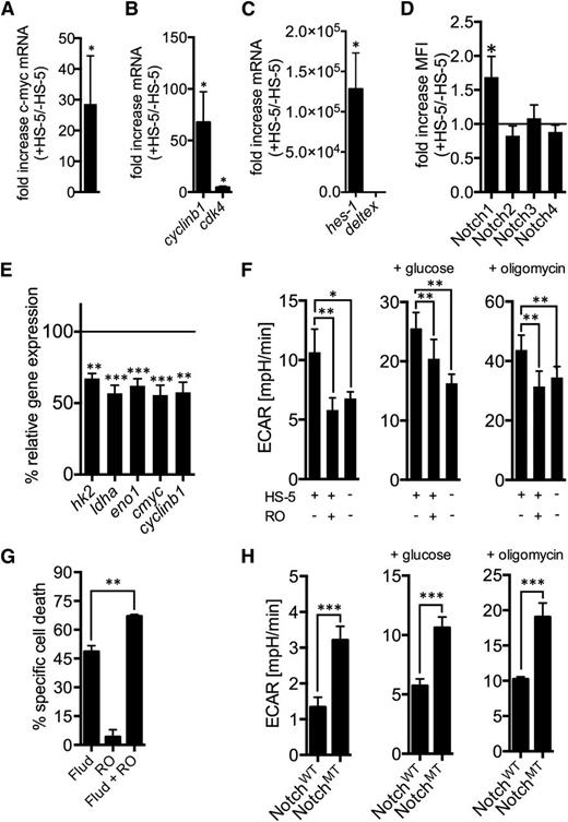 Figure 2. Notch-c-Myc signaling contributes to the stromal cell-mediated glycolytic switch. (A) Changes of the c-myc relative gene expression were evaluated in primary CLL cells (n = 5) cocultured with HS-5 cells for 6 days as compared with cells cultured alone (set as 1). (B) Changes of cyclinb1 and cdk4 relative gene expression, both c-Myc target genes, in CLL cells (n = 6) with/without stromal contact as quantified by qPCR. (C) Changes of the relative expression of genes indicative for a canonical (hes-1) and noncanonical (deltex) Notch pathway activation is shown for CLL cells (n = 6) cocultured with HS-5 cells for 6 days as compared with cells cultured alone (set as 1). (D) Upregulation of Notch receptors was evaluated by FACS in nonpermeabilized CLL cells (n = 4) cultured in the presence or absence (set as 1) of HS-5 cells. (E) Relative gene expression of glycolytic enzymes (hk2, ldha, eno1), of c-myc, and of the c-Myc target gene cyclinb1 in primary CLL cells (n = 4-8) cocultured with HS-5 cells ± the GS inhibitor RO4929097 in a noncytotoxic dosage (2.5 µM). Expression levels in untreated cells are set as 100%. (F) The ECAR as a surrogate for glycolysis was measured in CLL cells (n = 4) using an XFe96 flux analyzer under baseline conditions, in response to glucose administration, and upon application of oligomycin, which blocks mitochondrial ATP production. CLL cells were cultured in the presence/absence of HS-5 cells and of the GS inhibitor RO4929097 (RO) as indicated. (G) Primary CLL cells (n = 4) cocultured with HS-5 stromal cells were treated with either fludarabine (Flud) or RO4929097 (RO) or both as indicated. The specific cell death was assessed by FACS. (H) The ECAR, which represents a surrogate for the overall glycolytic flux, was measured in purified primary CLL cells carrying a wild-type (WT) (n = 4) or a mutated (MT) (n = 5) Notch-1 under basal conditions, in response to glucose, and upon blocking the mitochondrial ATP generation by oligomycin. Bars indicate the standard error of the mean. * P < .05; ** P < .005; *** P < .001.