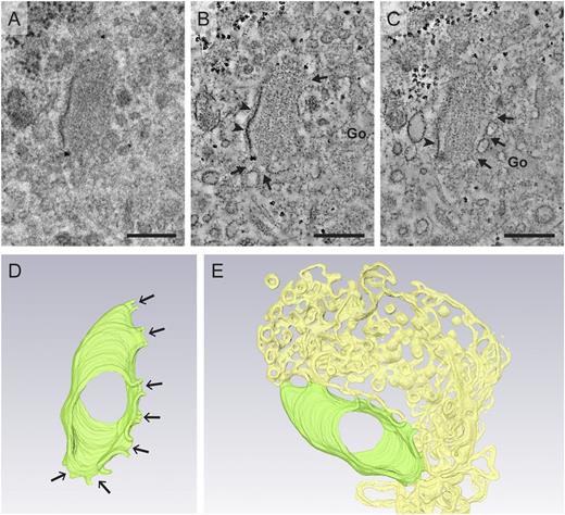 Figure 3. Electron tomography reveals numerous connections between the Golgi apparatus and WPBs found after 4 hours of transfection. Example of a WPB 4 hours after transfection displaying numerous connections to the Golgi when analyzed by electron tomography. The WPB was localized using CLEM. (A) Two-dimensional image of an immature WPB that was observed in close proximity to the Golgi. (B-C) Tomogram sections showing the connections (arrows) to the Golgi. Also note that the membrane that is not associating with the Golgi is coated by clathrin (arrowheads). (D) A 3-dimensional model of the forming WPB (green) showing the numerous connections (arrows). (E) The addition of a 3-dimensional representation of the Golgi (light yellow) reveals its complex organization around the forming WPB (green). See also supplemental Video 1. Scale bars: (A-B) 250 nm. Electron micrographs and tilt series for tomography were acquired using an FEI Tecnai 12 at 120 kV and using an FEI Eagle 4k × 4k CCD camera. Tilt series for tomography were collected with SerialEM. Tomogram reconstructions were performed in IMOD. Segmentation was performed in Amira (Visualization Sciences Group, FEI). Go, Golgi.