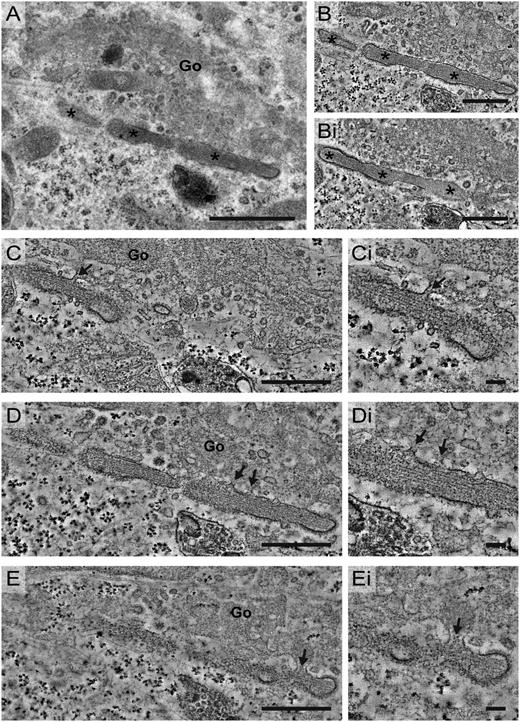 Figure 4. WPBs stay connected to the Golgi until vesicle formation is completed. WPBs 8 hours after transfection localized by CLEM and analyzed by electron tomography. (A) Two-dimensional image of 3 supposedly individual WPBs (asterisk) in close proximity to the Golgi. (B-Bi) Tomogram sections that reveal the continuous membrane around an irregular-shaped WPB, which is formed by 3 parts (asterisk) indicated in A. (C-E) Tomogram sections showing the connections (arrows) between the Golgi and the WPB. (Ci-Ei) Zoom of the connections (arrows) shown in C-E. See also supplemental Video 2. Scale bars: (A) 1 µm; (B-Bi and C-E) 500 nm; (Ci-Ei) 100 nm. Electron micrographs and tilt series for tomography were acquired using an FEI Tecnai 12 at 120 kV and using an FEI Eagle 4k × 4k CCD camera. Tilt series for tomography were collected with SerialEM. Tomogram reconstructions were performed in IMOD. Go, Golgi.
