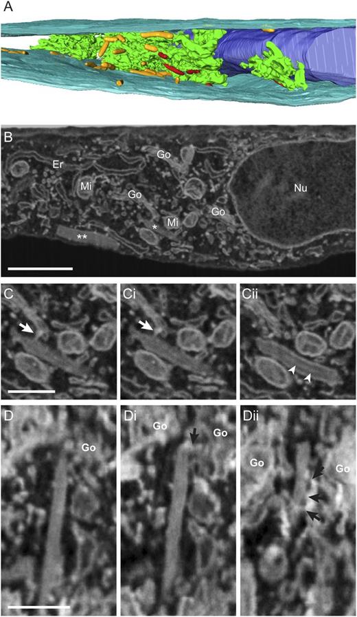 Figure 6. Volume scanning electron microscopy reveals tight associations between forming WPBs and the Golgi apparatus in native HUVECs. The Golgi area was examined and imaged using focused ion beam scanning electron microscopy (FIB-SEM). (A) Three-dimensional model of the total imaged volume: 11.4 × 8.5 × 16 µm. The Golgi apparatus is shown in green; the WPBs associating with the Golgi are in red; peripheral WPBs are in orange; nucleus is in dark blue; and the cell membrane is shown in light blue. (B) FIB-SEM slice showing the Golgi, an associating immature WPB (*), and mature WPBs (**). Note that the mature WPB is much brighter due to its concentrated protein compared with the immature WPBs. The nucleus (Nu), the endoplasmic reticulum (Er), and the mitochondria (Mi) are also visible. (C-Cii) Series of slices from the imaged volume to show the tight association between the Golgi and an immature WPB. The data are shown in the x-y orientation. (C-Ci) Connection between the immature WPB and the Golgi (arrow). (Cii) A few VWF tubules (arrowheads) in the lumen of the immature WPB. (D-Dii) Series of slices from the imaged volume to show multiple associations between the Golgi and a single immature WPB. The data are shown in the x-z orientation. (D) Immature WPB in close proximity with the Golgi. (Di) Connection between the top part of the WPB and the Golgi. (Dii) Additional connections with the Golgi along the membrane of the WPBs, which were found at the bottom of the WPBs. See also supplemental Video 3. Scale bars: (A) 1 µm; (C-D) 500 nm. Volume-SEM data were acquired using an Auriga CrossBeam (Carl Zeiss Microscopy GmbH) SEM at an acceleration voltage of 1.7 kV and a beam current of 220 pA. Images were acquired using both the InLens secondary electron detector and the energy selected backscattered electron detector. Data were collected at ×25 000 magnification. Segmentation was performed in Amira (Visualization Sciences Group, FEI). Go, Golgi.
