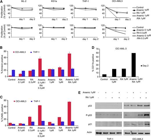 Figure 1. RA and arsenic induce growth inhibition and apoptosis in NPM1 mutated AML cell line. (A) AML cell lines with normal NPM1 (ML-2, KG1a, and THP-1) or mutated NPM1 (OCI-AML3 and IMS-M2) were treated with arsenic (1 μM or 0.1 μM), RA (1 μM or 0.3 µM) or a combination of both. Cell growth (percent of control) was assayed in triplicate wells. The results represent the average of at least 3 independent experiments. (B) Annexin V staining of THP-1 or OCI-AML3 cells treated for 48 hours as described. (C) TUNEL assay of THP-1 or OCI-AML3 cells treated for 48 hours as described. The results are the average of 3 independent experiments. (D) Flow cytometry analysis using CD11b differentiation marker on OCI-AML3 treated for 48 hours. (E) Western blot analysis for p53, P-p53, p21, or actin in THP-1 and OCI-AML3 cells treated for 48 hours as described.