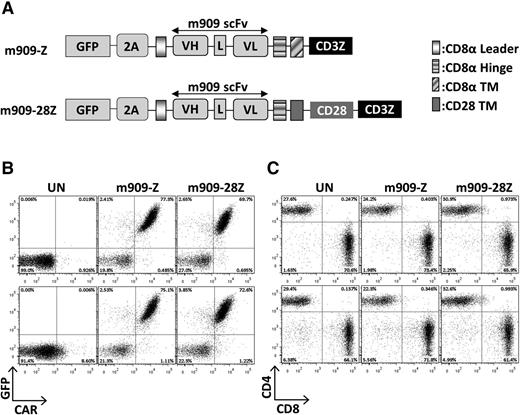 Figure 1. FRβ CAR construction and expression in primary human T cells. (A) Schematic of lentiviral CAR expression vectors containing the anti-human FRβ scFv m909 linked to either intracellular signaling domains from CD3-ζ alone (m909-Z) or CD28 and CD3-ζ in tandem (m909-28Z). Both constructs also encode GFP separated by a viral T2A (2A) ribosomal skipping peptide. (B) CAR expression in primary human T cells. Expression of m909 CAR in primary human T cells was confirmed by GFP, and surface expression was confirmed by labeling with a rabbit anti-human IgG antibody that binds the human m909 scFv portion of the CAR. Upper and lower rows show results from 2 representative donors. (C) After 13 days of expansion, m909 CAR–transduced T-cell populations comprise ∼70% CD8+ and 30% CD4+. Upper and lower rows show results from 2 representative donors. L, linker; TM, transmembrane domain; UN, untransduced T cells; VH, variable heavy chain; VL, variable light chain.