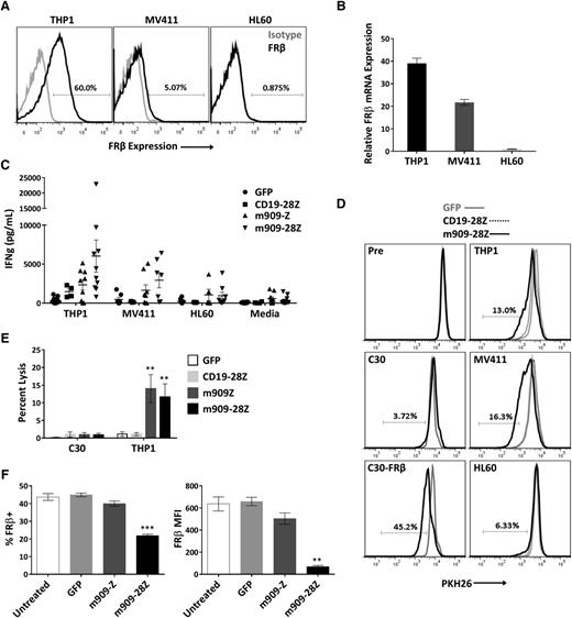 Figure 3. m909-28Z CAR T cells are reactive against endogenous FRβ on human AML cell lines in vitro. To test m909 CAR T-cell reactivity against clinically relevant targets, we acquired 3 human AML cell lines with varying levels of FRβ expression. Cocultures were performed at an E:T ratio of 1:1 unless otherwise noted. Control CD19-28Z CAR T cells are specific for human CD19 and do not express GFP. In media controls, T cells were plated without target cells. Error bars represent mean ± SEM. (A) Surface expression of FRβ on AML cell lines THP1, MV411, and HL60 was determined by flow cytometry using m909-IgG (black) and human IgG isotype control (gray). Percentages represent the proportion of cells with a positive fluorescence signal compared to isotype. (B) Relative FRβ mRNA expression was confirmed using quantitative RT-PCR. Indicated mRNA expression is shown relative to HL60. (C) Antigen-specific IFN-γ (IFNg) secretion was quantified by ELISA after overnight coculture. Each data point represents the mean value of triplicate wells from independent experiments. Represented are n = 10 different normal T-cell donors. (D) m909-28Z CAR T cells proliferate in response to THP1 and MV411, but not HL60, compared to control T cells. PKH26 dilution was measured via flow cytometry before (Pre) and after 5 days in coculture. Overlaying histograms display day-5 PKH26 fluorescence in GFP (gray line), CD19-28Z (dotted black line), and m909-28Z (solid black line) T-cell cocultures with the indicated cell targets. A live, CD3+ gate was used. Percentages represent the proportion of m909-28Z T cells with diluted PKH26 compared to CD19-28Z CAR T cells. (E) m909 CAR T cells exhibit specific lysis of THP1. Luciferase-expressing target cells were cocultured with CAR T cells at an E:T ratio of 1:1. Residual luciferase signal was determined after 24 hours. Percent lysis was determined by luminescence comparison with untreated target wells. Data shown are mean ± SEM of n = 9 independent T-cell donors. P values are calculated compared to CD19-28Z control treated wells. (F) Decreased FRβ expression on THP1 cells surviving overnight coculture with m909 CAR T cells. FRβ surface expression was determined by flow cytometry using m909-IgG and human IgG isotype control. A live, CD3− gate was used to distinguish surviving THP1 cells. The percent of cells showing positive FRβ staining compared to isotype (left) and the FRβ median fluorescence intensity (MFI; right) were determined for triplicate wells (n = 3). P values were determined compared to control GFP T cell–treated wells. **P < .01; ***P < .001.
