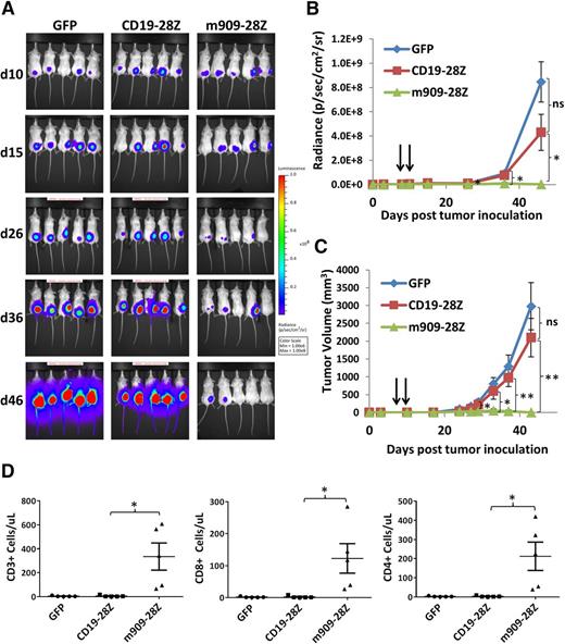 Figure 5. m909-28Z CAR T cells prevent THP1 AML tumor growth in vivo. THP1-fLuc cells (5 × 106) were injected into (NOD/SCID)/γ-chain−/− mice subcutaneously on day (d)0. CAR+ T cells (5 × 106) were given intraperitoneally on days 8 and 10. Tumor growth was monitored by luminescence (A-B) and by caliper measurement (C). Graphs represent mean ± SEM of n = 5 mice per experiment. P values were calculated compared to CD19-28Z–treated control mice. Differences between GFP and CD19-28Z groups did not reach statistical significance at any time point. (D) Preferential expansion and survival of peripheral human T cells in m909-28Z–treated mice compared to control T cells. Peripheral blood was collected on day 38 (4 weeks post–T-cell injection), and absolute numbers of human CD3+ (left), CD8+ (middle), and CD4+ (right) T cells were quantified by flow cytometry and are reported in total cells per microliter of blood. *P < .05; **P < .01. ns, P > .05.