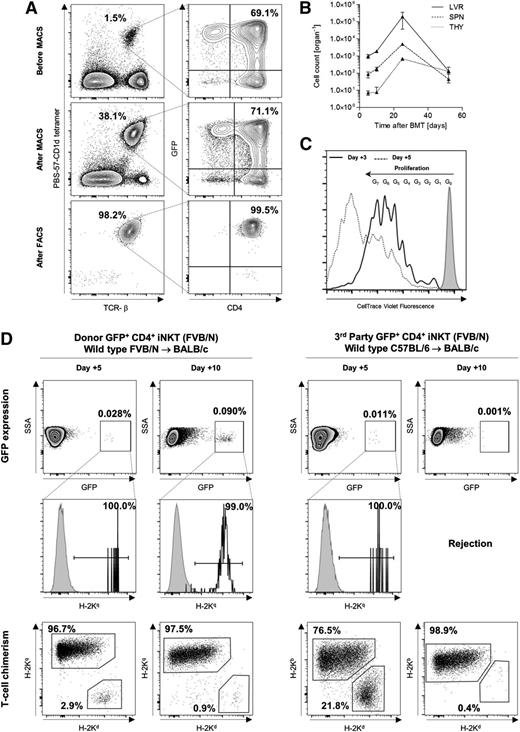 Figure 6. Third-party CD4+ iNKT cells are rejected early after allogeneic HCT. (A) GFP+CD4+ iNKT cells were enriched (magnetic-activated cell sorting) and sorted (fluorescence-activated cell sorting) from whole splenocytes of GFP-expressing FVB/N mice enabling distinct re-isolation from BALB/c recipient mice after adoptive transfer. Representative dot plots gated on live cells. (B) Absolute cell numbers of adoptively transferred FVB/N donor GFP+CD4+ iNKT cells re-isolated at different time points from various organs of BALB/c mice that received TCD-BM and Tcons from WT FVB/N donor mice. No GFP+CD4+ iNKT cells could be re-isolated from lymph nodes, gut, and skin (not shown). Error bars indicate SEM. Shown are cell numbers from 3 mice per time point from 1 of 2 independent experiments. (C) Fluorescence intensity deriving from 1.5 × 106 adoptively transferred FVB/N donor GFP+CD4+ iNKT cells labeled with CellTrace Violet and re-isolated at days +3 and +5. Histogram gated on GFP+ cells pooled from the spleen and liver of one BALB/c mouse that received TCD-BM and Tcons from one WT FVB/N donor mouse. Shown is 1 of 3 independent experiments. (D) Donor and third-party model of allogeneic HCT with BALB/c (H-2Kd) mice receiving TCD-BM and Tcons from WT FVB/N (H-2Kq) and C57BL/6 (H-2Kb) mice, respectively. Adoptively transferred CD4+ iNKT cells derived from GFP-expressing FVB/N (H-2Kq) mice and were re-isolated from recipient livers at days +5 and +10. Shown are representative dot plots gated on live cells from 1 of 2 independent experiments. The third row shows T-cell chimerism from the same sample. Comparable results were obtained for re-isolation of GFP+ cells from recipient spleens (not shown). LVR, liver; SPN, spleen; THY, thymus.