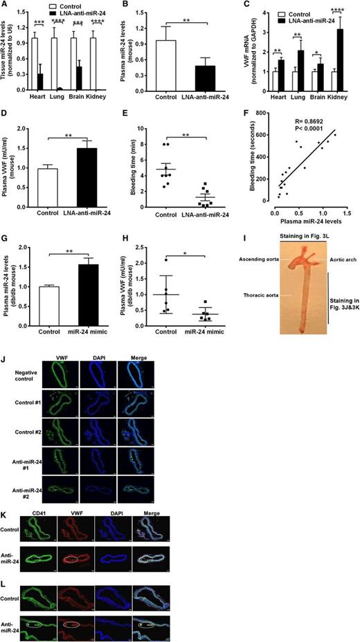 Figure 3. Response of VWF expression to knockdown of miR-24 in mice. (A) Anti-miR-24 LNA (n = 8) or negative control (n = 8) injected into C57BL/6J mice. qPCR analysis of miR-24 expression in mice in heart, lung, brain, and kidney (normalized to U6); ****P < .0001; ***P < .001. (B) qPCR analysis of miR-24 expression in plasma of C57BL/6J mice treated with negative control (n = 8) or treated with anti-miR-24 LNA (n = 6) for 2 weeks (normalized to cel-miR-238 spike-in); **P < .01. (C) qPCR analysis of VWF mRNA levels in C57BL/6J mice heart, lung, brain, and kidney (n = 8 in each group); ****P < .0001; **P < .01; *P < .05. (D) ELISA analysis of VWF levels in plasma of mice with LNA and control treatment (n = 6-8 in each group); **P < .01. (E) Bleeding times of individual mice treated with negative control (n = 8) or anti-miR-24 LNA (n = 7) for 2 weeks; **P < .01. (F) Correlation between mice tail bleeding time and plasma miR-24 in C57BL/6J mice (anti-miR-24 LNA: n = 8; negative scrambled control: n = 5; and saline control: n = 4). (G) qPCR analysis of miR-24 expression in plasma of db/db mice treated with mimic control (n = 6) or treated with miR-24 mimic (n = 6) for 2 weeks (normalized to cel-miR-238 spike-in); **P < .01. (H) ELISA analysis of VWF levels in plasma of db/db mice treated with mimic control (n = 6) or treated with miR-24 mimic (n = 6) for 2 weeks (n = 6-8); *P < .05. (I) A photograph of a freshly dissected mouse aorta demonstrating sites of sections obtained for staining in J-L. (J) Mice were killed 2 weeks after LNA administration, and the arteries were thoroughly perfused, excised, fixed with 4% paraformaldehyde in PBS, embedded with optimum cutting temperature compound, snap-frozen, sectioned, and stained with anti-VWF fluorescein isothiocyanate (FITC) antibody; representing 2 thoracic aortas from negative control (n = 8) and 2 thoracic aortas from anti-miR-24 LNA (n = 8); scale bars, 50 µm. (K) Staining with anti-CD41 FITC antibody and anti-VWF phycoerythrin antibody; representing thoracic aorta from negative control (n = 8) and from anti-miR-24 LNA (n = 8). White dashed line indicates VWF and platelet thrombus; scale bars, 50 µm. (L) Staining with anti-CD41 FITC antibody and anti-VWF phycoerythrin antibody; representing aortic arch from negative control (n = 8) and from anti-miR-24 LNA (n = 8) (diagonal section shown to highlight thrombus). White dashed line indicates VWF and platelet thrombus; scale bars, 50 µm.
