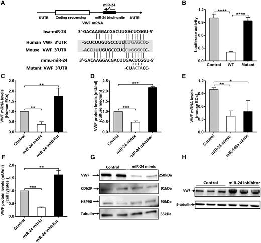 Figure 4. miR-24 inhibits VWF expression in 293T cells and endothelial cells. (A) Schematic of VWF mRNA and miR-24. miR-24 is partially complementary to a region in the human and mouse VWF 3′UTR. The sequence GAGC in the seed sequences of VWF was mutated to ACTA. (B) miR-24 inhibited luciferase activity of WT VWF 3′UTR but had no effect on luciferase activity of a mutant VWF 3′UTR. The assays were performed in triplicate; ****P < .0001. (C) VWF mRNA levels in cultured HUVEC lysates (harvested 48 hours after transfection with miR-24 mimics, inhibitors, or controls) were analyzed by qPCR (normalized to GAPDH and then normalized to mimic control or inhibitor control). **P < .01. (D) VWF protein levels in cell culture medium (harvested 72 hours after transfection with miR-24 mimics, inhibitors, or controls) were analyzed by ELISA (normalized to the total amount of intracellular protein per well). ***P < .001. (E) VWF mRNA levels in cultured isolated mouse lung endothelial cell lysates (harvested 48 hours after transfection with miR-24 mimics or miR-146a mimics or controls) were analyzed by qPCR (normalized to GAPDH and then normalized to mimic control or inhibitor control). **P < .01; *P < .05. (F) Total VWF protein levels in cell lysates (harvested 72 hours after transfection with miR-24 mimics or inhibitors or controls) were analyzed by ELISA (normalized to mimic control or inhibitor control). ***P < .001; **P < .01. (G) VWF protein level in cell lysates (harvested 72 hours after transfection with miR-24 mimics or controls) were analyzed by western blot; antibodies against CD62P, HSP90, and tubulin were applied as loading controls. (H) VWF protein level in cell lysates (harvested 72 hours after transfection with miR-24 inhibitors or controls) were analyzed by western blot.