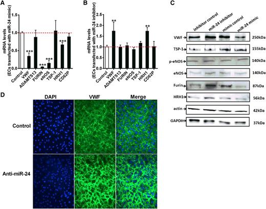 Figure 5. miR-24 regulates VWF maturation and secretion. (A) Endothelial cells were transfected with miR-24 mimic or control construct. The mRNA levels of ADAMTS13, FURIN, ENOS, TSP-1, HRH1, and CD62P in cell lysates were analyzed by qPCR (normalized to GAPDH and then normalized to mimic control). *P < .05. (B) Endothelial cells transfected with miR-24 inhibitors or control constructs. The mRNA levels of ADAMTS13, FURIN, ENOS, TSP-1, HRH1, and CD62P in cell lysates were analyzed by qPCR (normalized to GAPDH and then normalized to inhibitor control); *P < .05. (C) VWF protein levels (VWF, TSP-1, p-eNOS, eNOS, Furin, and HRH1) in cell lysates determined by western blot. Actin and GAPDH were used as controls. (D) Endothelial cells transfected with miR-24 controls (upper) or inhibitors (lower). Cell surface attached VWF in endothelial cells was visualized by confocal microscopy (DAPI, blue; VWF, green) after 50 µM histamine stimulation (2 minutes before preparation for microscopy).